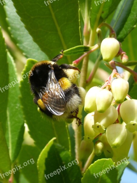 Bumblebee Arbutus Flower Libar Insect Drone