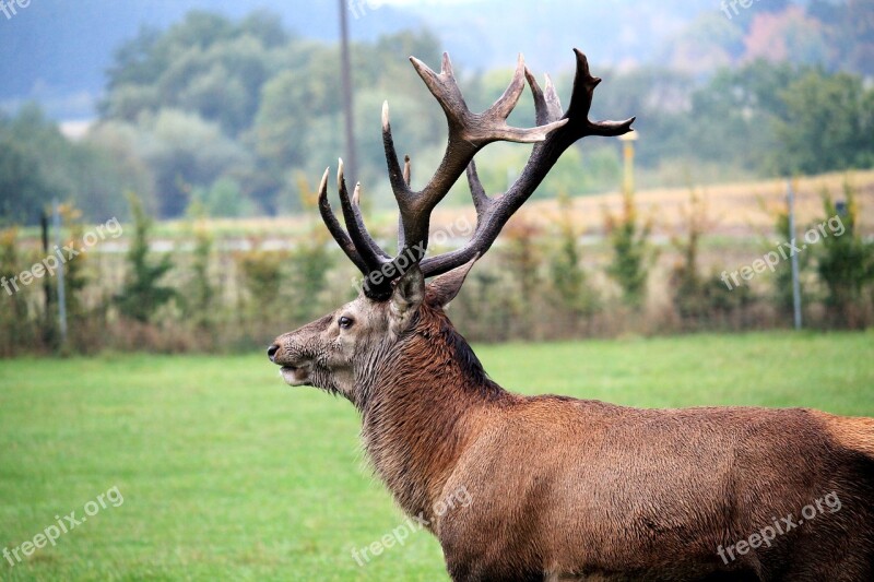 Hirsch Antler Meadow Wild Red Deer