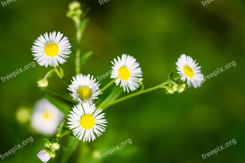 Green Out Of Focus Flower Floral Grow