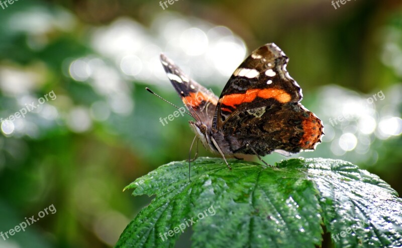 Butterfly Admiral Insect Nature Edelfalter