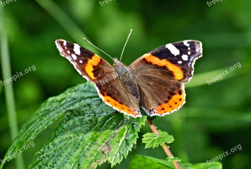 Butterfly Admiral Insect Nature Edelfalter