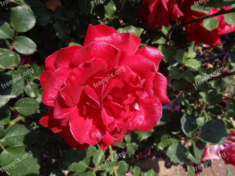 Flowers Red Plant Flower Nature