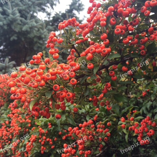 Autumn Flower Autumn Garden Berry Red Autumn Colours