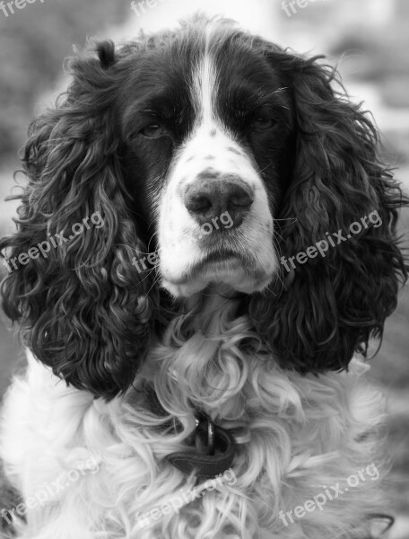 Dog Spaniel Springer Springer Spaniel English Springer Spaniel