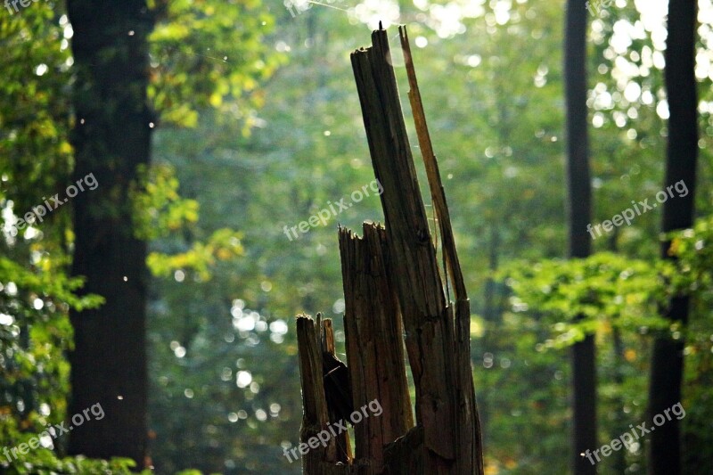 Forest Tree Stump Autumn Dead Wood Mosquitoes