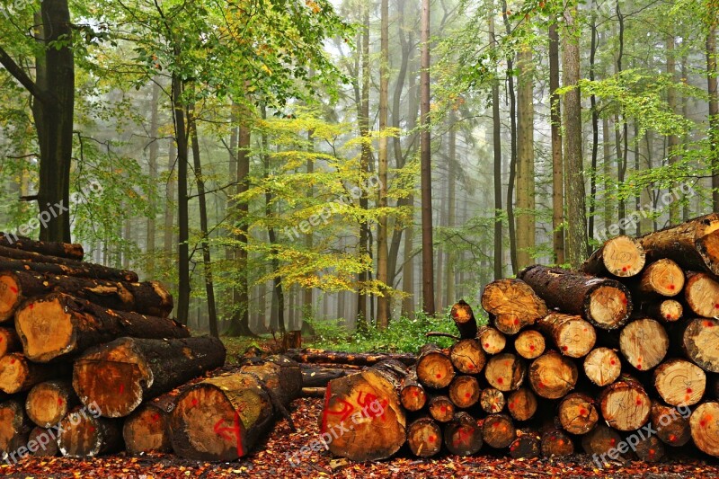 Forest Wood Tree Trunks Fog Autumn Felling