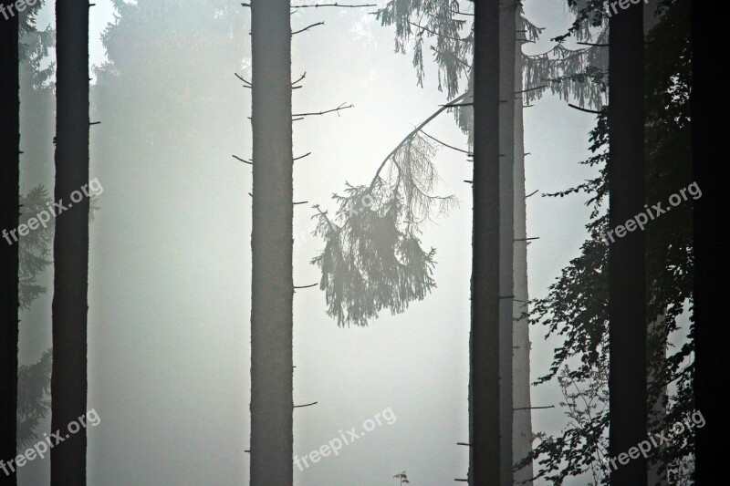 Fog Trees Forest Firs Pine