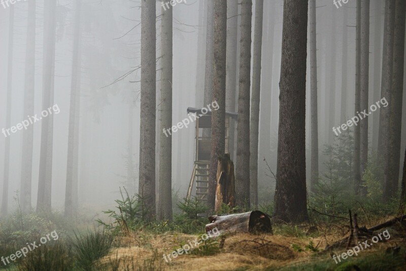 Fog Forest Perch Autumn Trees