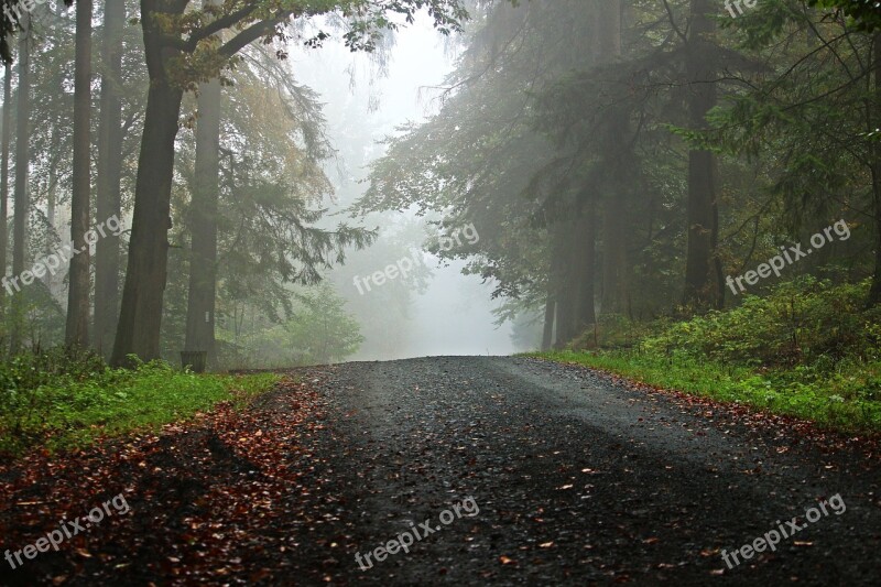 Forest Away Fog Forest Path Trees