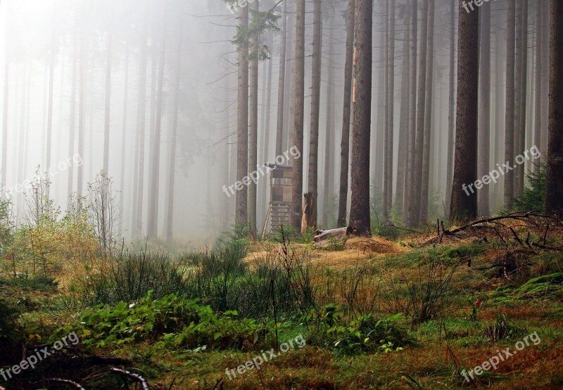 Fog Forest Perch Hunter Seat Hunter Was