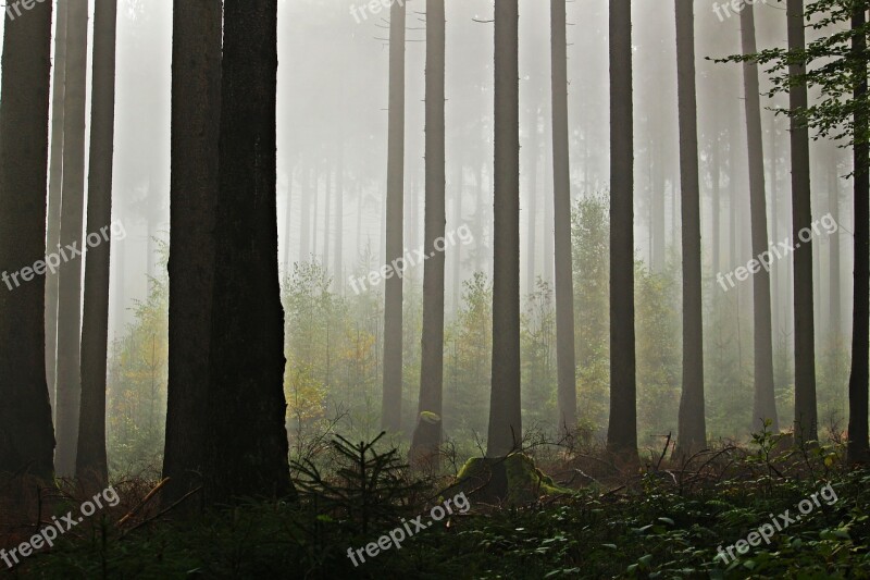 Fog Forest Trees Nature Mystical