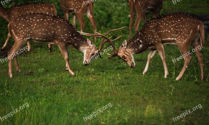 Deer Fight Environment Natural Wildlife