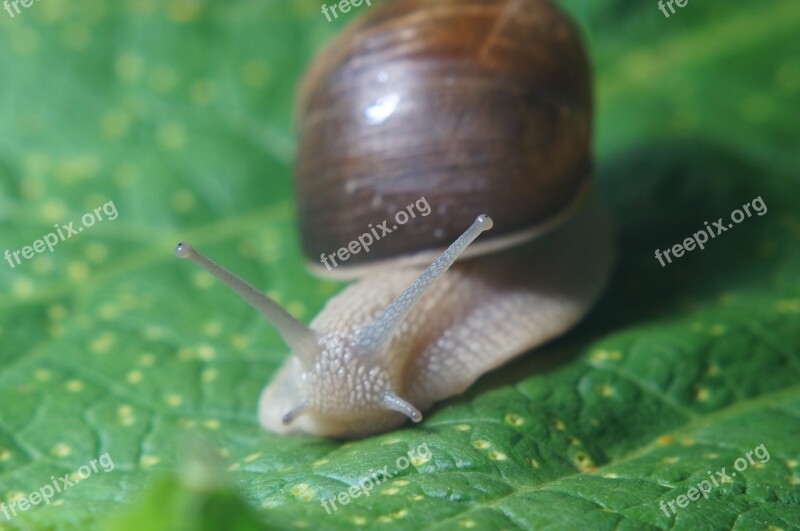 Snail Eye Salad Probe Close Up