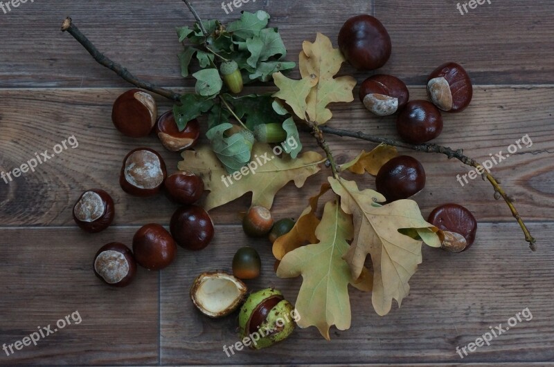 Autumn Acorns Chestnut Decoration Fruits