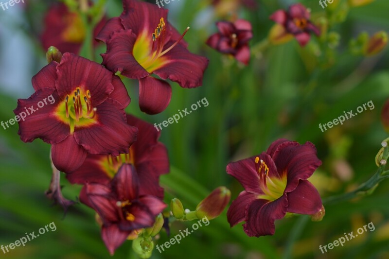 Lilly Flower Dark Red Petals Natural