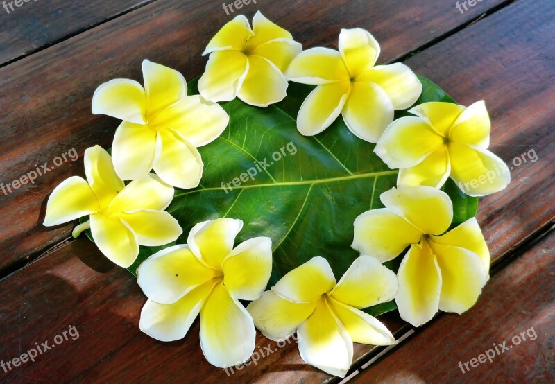 Plumeria Flower Polynesia Free Photos