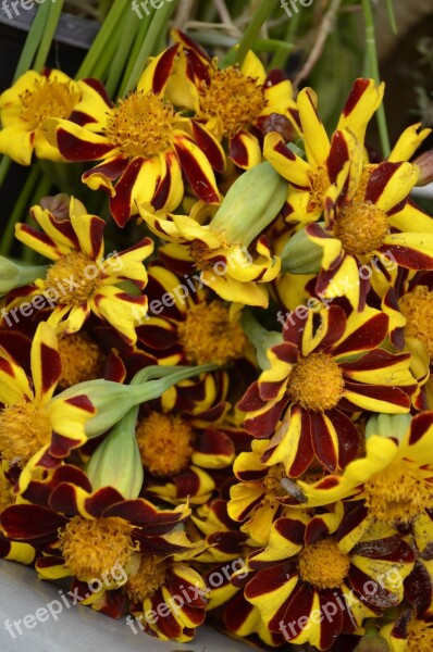 Autumn Flower Autumn-flowers Aster Flowers