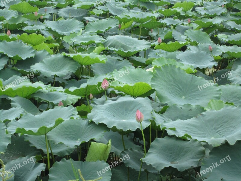 Lotus Lotus Flowers Lotus Pond Relax Free Photos