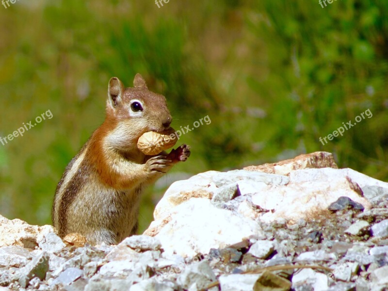 Ground Squirrel Animal Rodent Cute Free Photos