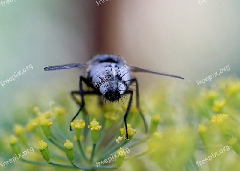 Nature Macro Insects Be Flower