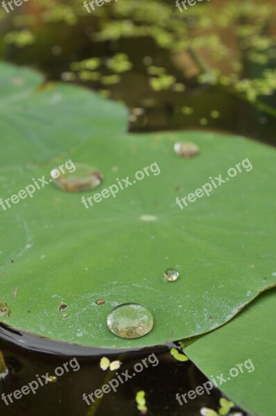 Lily Pads Drop Green Water Leaf