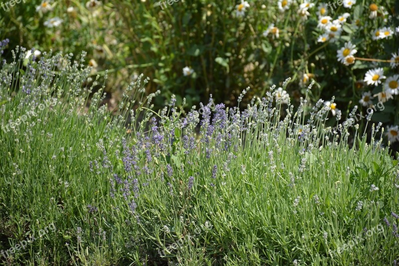 Essential Oils Lavender Farm Free Photos