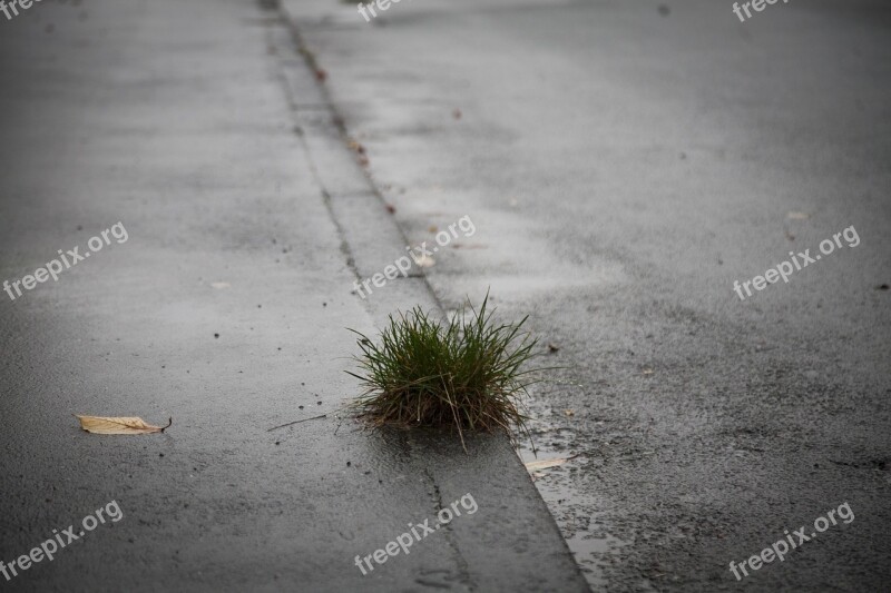 Autumn Mood Dreary Weather Dank Rain Puddles