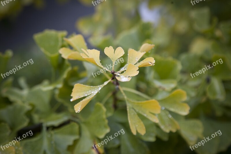 Heart Sweetheart Leaf Heart Shaped Leaves