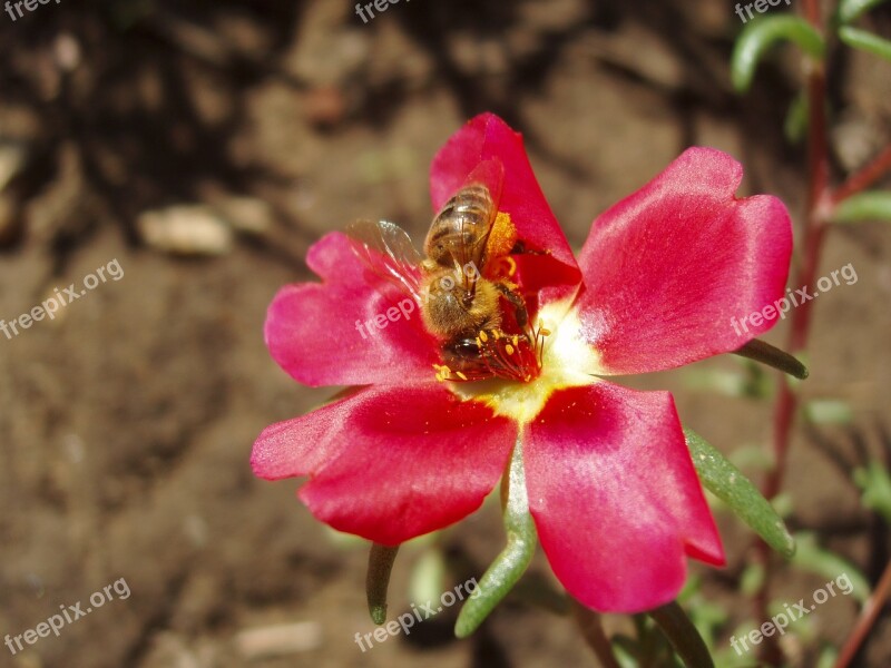 Nychaki Blossom Bee Pollen Portoulaka