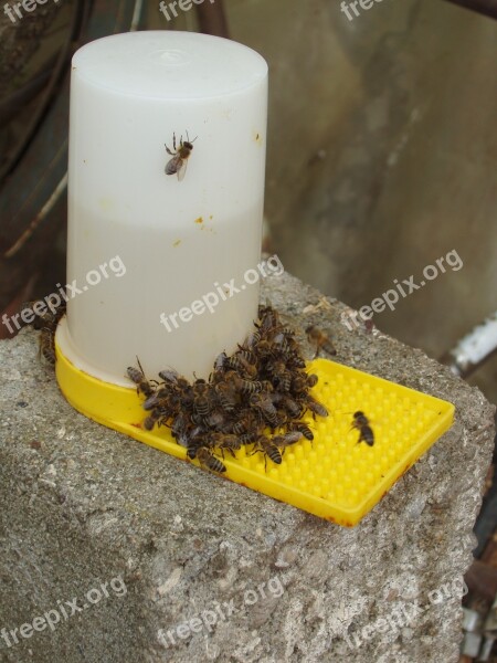 Syrup Bees Bee Sugar Water Trough