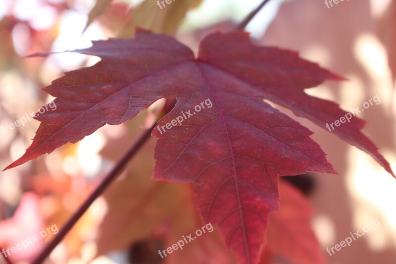 Autumn Leaves Fall Leaves Maple Tree October