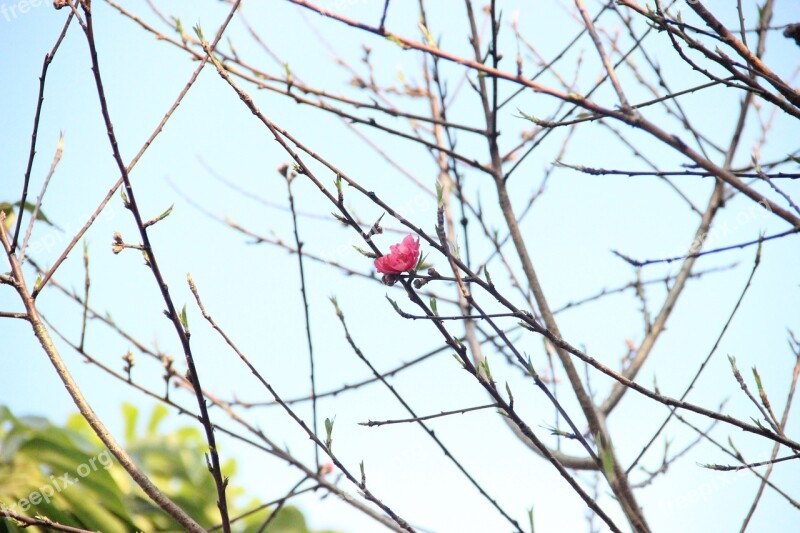 Peach Blossom Flower Illustration Free Photos