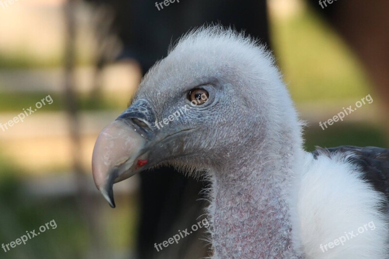 Condor Bird Raptor Falconry Locarno