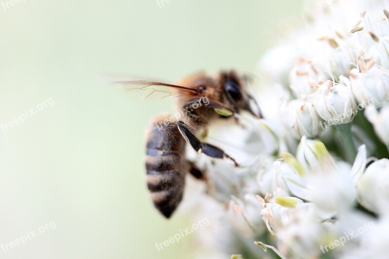 Insects Wasp Flower Macro Nature