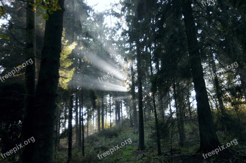 Forest Sunbeam Sunlight Autumn Forest Mystical