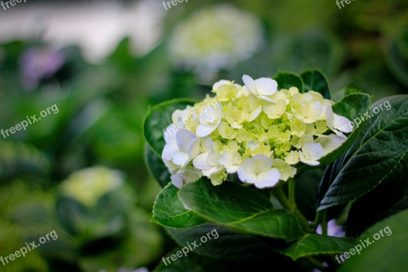 Flowers Autumn Leaves Pink Bright White