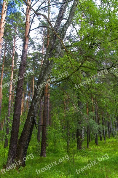 Forest Spring Nature Trees In The Forest