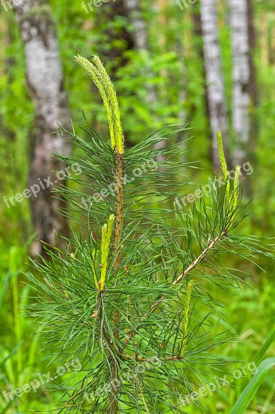 Pine Forest Needles Nature Trees