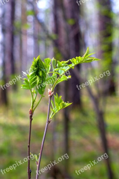 Spring Forest Nature Closeup Trees