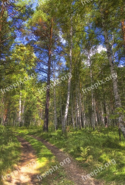 Summer Forest Road Nature Grass