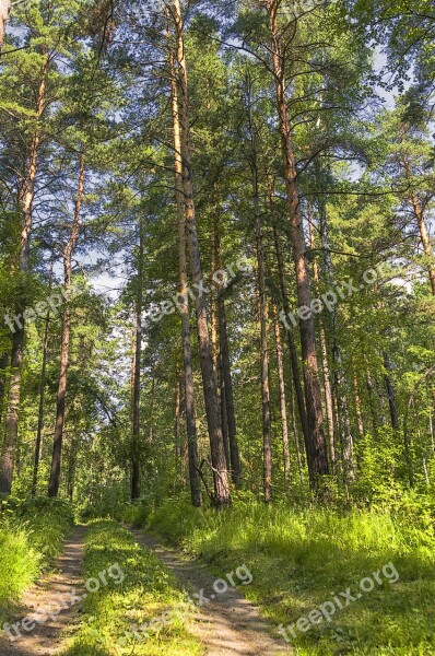 Summer Forest Road Nature Grass