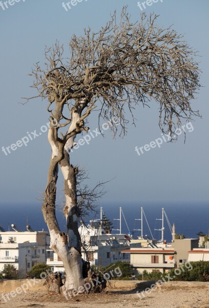 Dead Tree Sea Greece Horizon House City