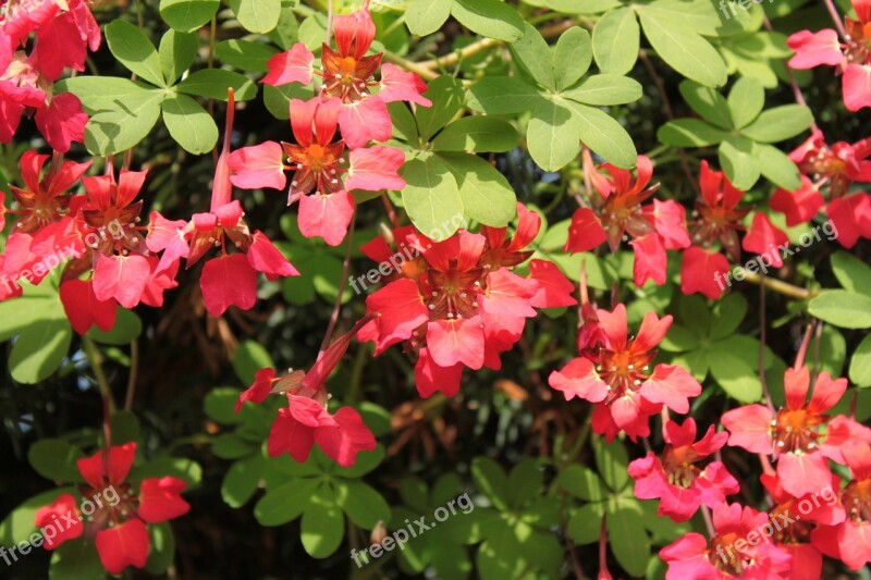 Red Flower Red Flowers Garden Nature Park