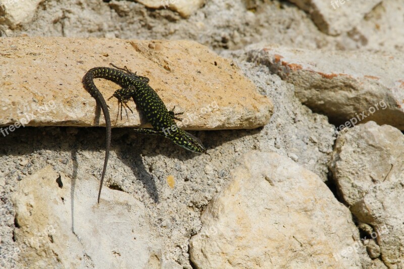 Nature Lizard Animal Wild Reptile