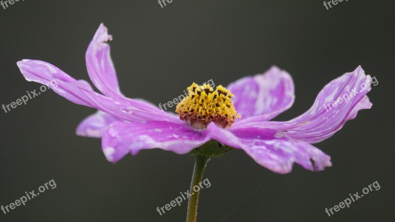 Cosmos Violet Blossom Bloom Close Up