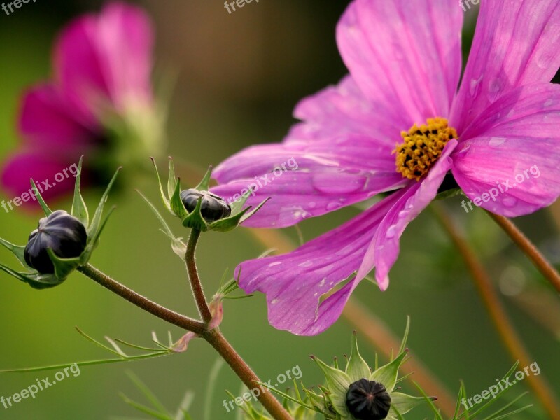 Bud Cosmos Pink Violet Cosmea