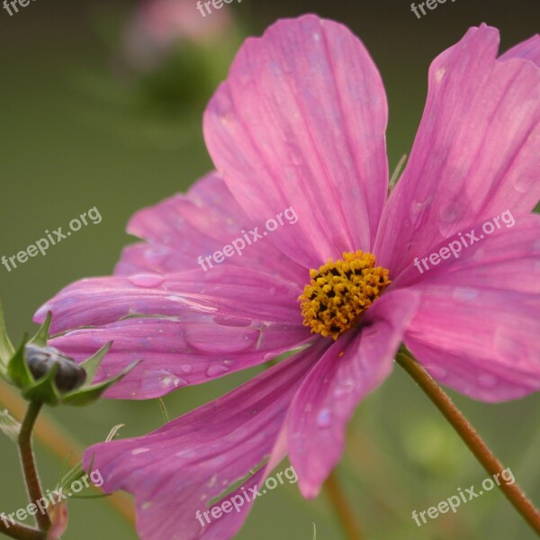 Cosmos Pink Close Up Violet Cosmea