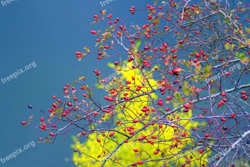 Wild Rose Bush Autumn Red The Background