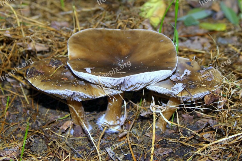 Mushrooms Brown Forest Autumn Wandering