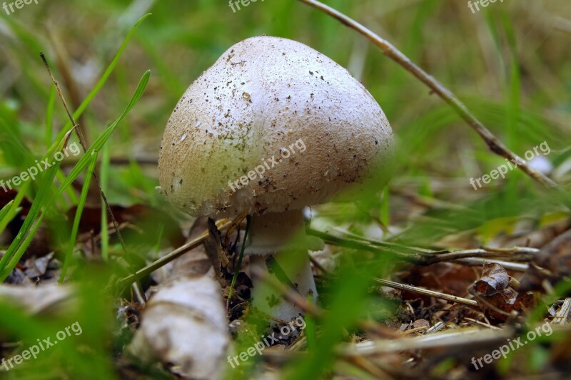 Mushrooms Brown White Tasteless Forest